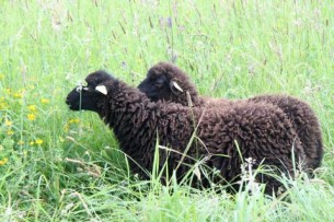 Le mouton d'Ouessant, une efficace tondeuse écologique !