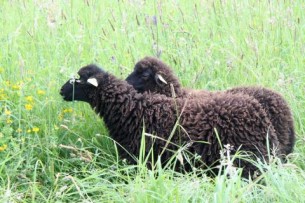 Le mouton d'Ouessant, une efficace tondeuse cologique !