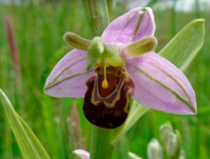 Espèce protégée menacée, l’orchidée « Ophrys abeille » réapparait dans le Dunkerquois grâce à l’écopâturage.