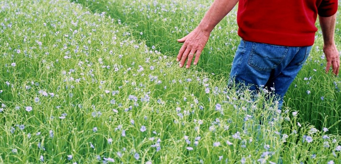 Photo Confédération européenne du lin et du chanvre